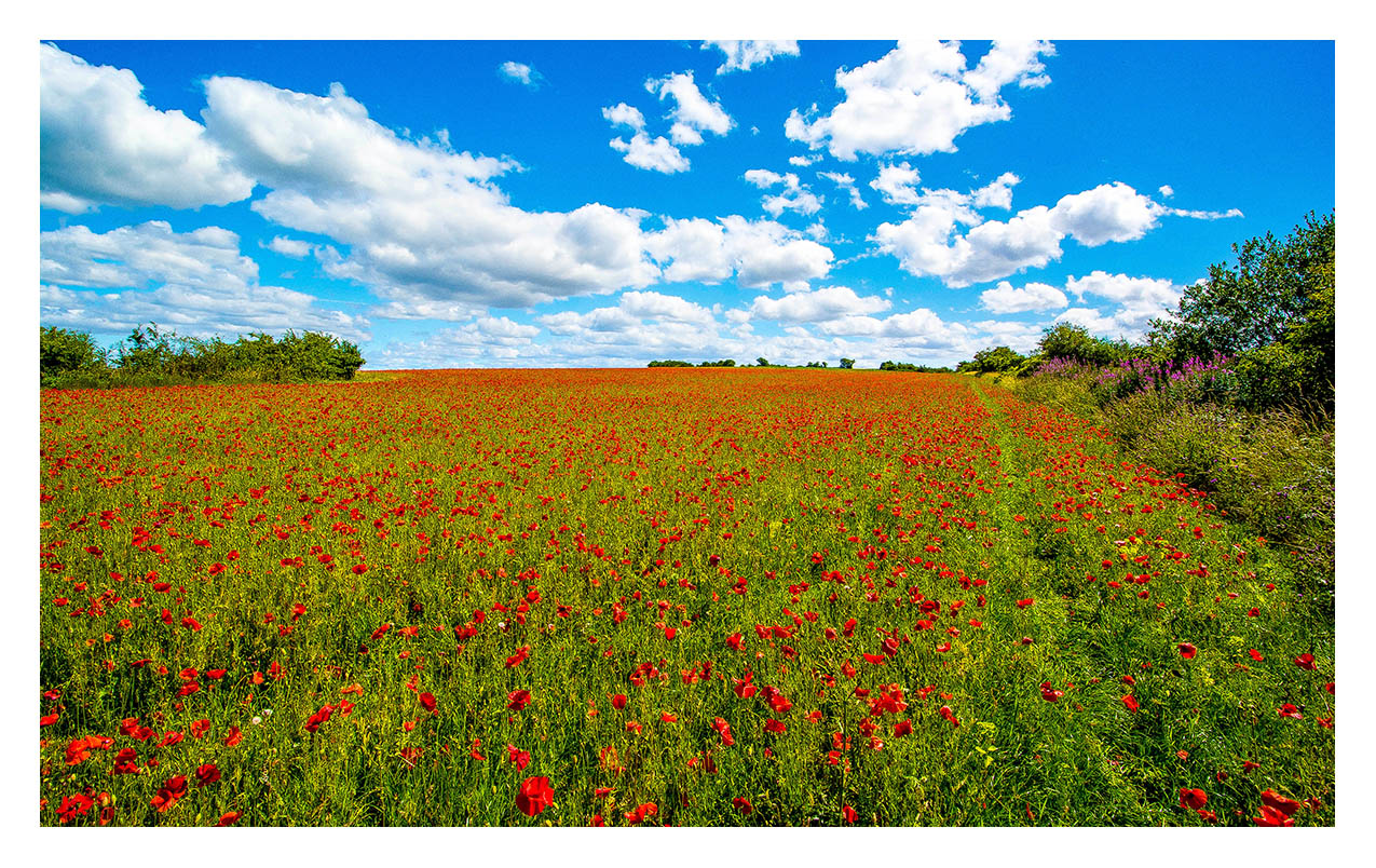 July is the month when the Cotswolds gives us  stunning landscapes of a beautiful patchwork of rolling hills and gentle valleys of many shades and vibrant fields of red Poppies, a beautiful sight of nature at it's best...